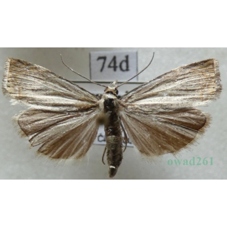 Chrysoteuchia culmella (Linnaeus, 1758) Wachlarzyk ździeblaczek Czech74d